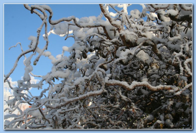 Arnhem Snow 152